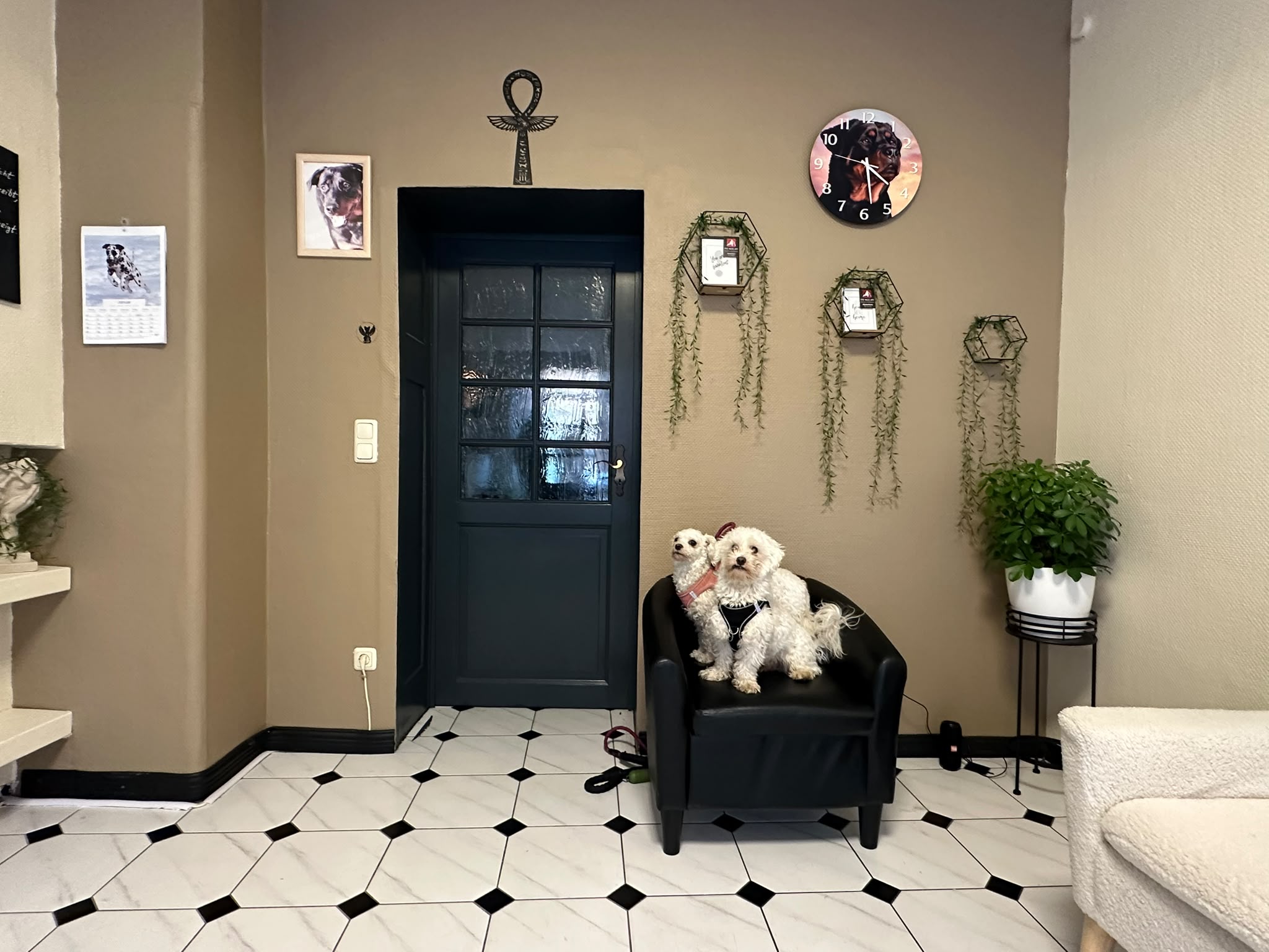 Zwei kleine Hunde in der Sitzecke des Anubis-Studios